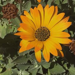 Close-up of yellow flower blooming outdoors