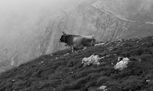 Cow on the mountain