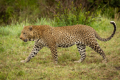 Cat walking in grass