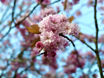 Close-up of pink cherry blossom tree