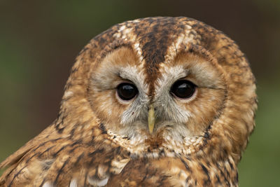 Close-up portrait of owl