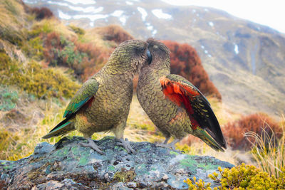 Birds kissing on rock