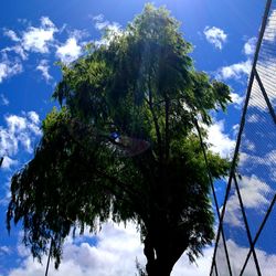 Low angle view of trees against blue sky