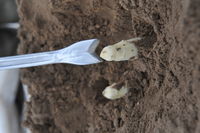 High angle view of ice cream in mud