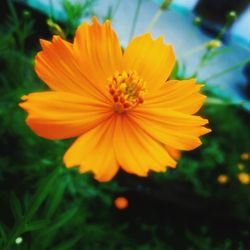 Close-up of yellow flower blooming outdoors