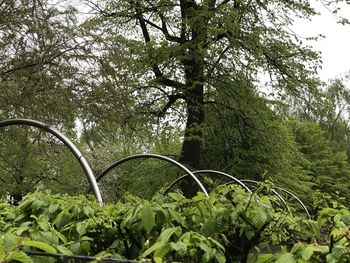 Close-up of plants against trees