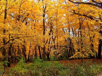 Sun shining through trees in forest