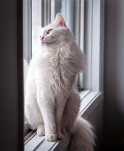 Cat looking through window