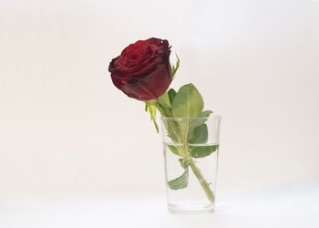 Close-up of rose plant against white background