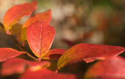 Close-up of red maple leaf