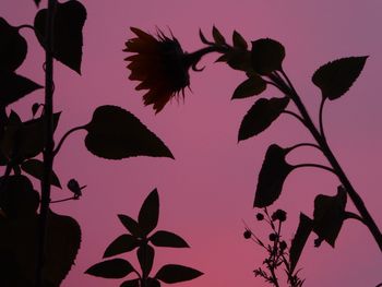 Close-up of silhouette plant against clear sky