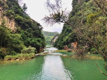 Scenic view of river amidst trees in forest against sky