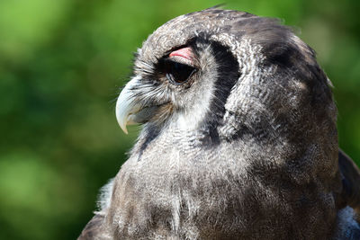 Head shot of a verreauxs eagle owl
