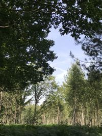 Low angle view of trees in forest against sky