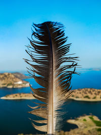 Close-up of feather against blue sky