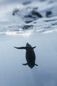 Underwater image of whale swimming