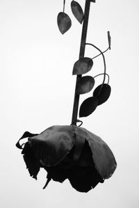 Low angle view of leaf against sky