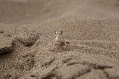 Portrait of namib web-footed gecko on sand at desert