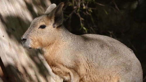 Close-up of an animal