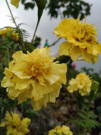 Close-up of yellow flowers blooming outdoors