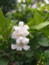 Close-up of white flowering plant