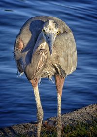 Portrait of great blue heron on lakeshore