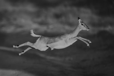 flying