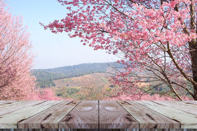 Pink cherry blossom tree against sky