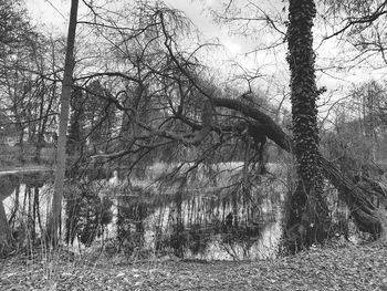 Bare trees in forest