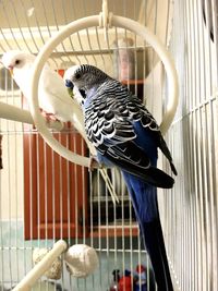 Close-up of a bird in cage