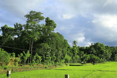 Trees on field against sky