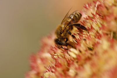 Close-up of bee on flower