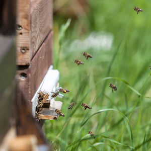 High angle view of bee flying over plants