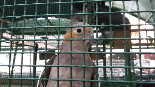 Close-up of bird in cage