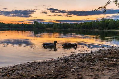 Ducks swimming in lake during sunset