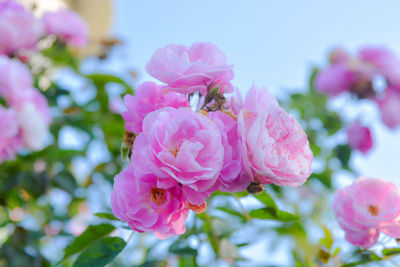 Close-up of bee on pink flowers