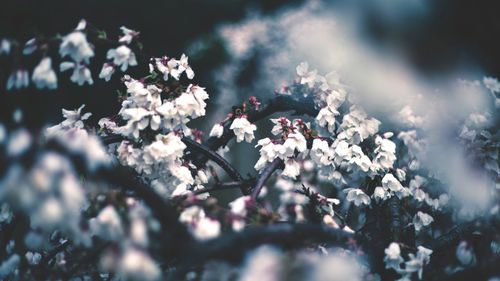 Close-up of flowers blooming outdoors