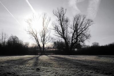 Bare trees on field against sky