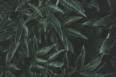 Full frame shot of fresh green leaves