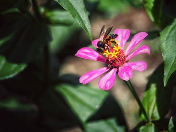 High angle view of insect pollinating on pink flower