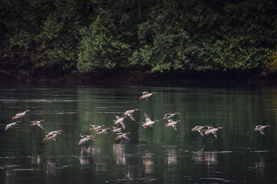 Birds flying over lake against trees