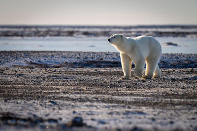 Polar bear crosses rocky tundra in sunshine