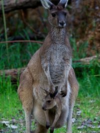 Western grey kangaroo macropus fuliginosus with joey in pouch balingup, western australia.