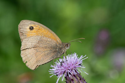 Close up of a meadow brown butterfly on a thistle flower