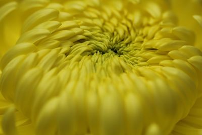 Close-up of yellow flowering plant