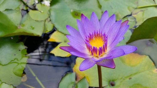 Close-up of purple water lily blooming outdoors