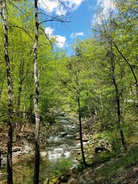 View of trees in forest