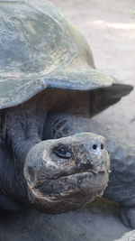 Close-up of turtle in water