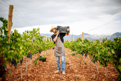 Adult man carrying plastic container with ripe grapes on the shoulder while working on vineyard