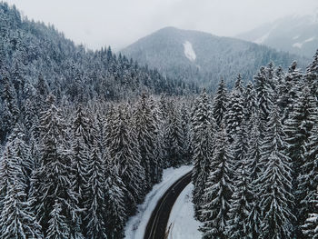 Drone shot of the highway through the winter forest, pine trees covered with snow, aerial view